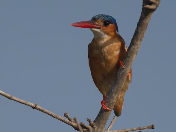 <h3><a href="/trips/gambia/biota/animalia/chordata/aves/037 coraciiformes/003 alcedinidae/corythornis cristatus/corythornis cristatus-nl.html">Corythornis&nbsp;cristatus</a> / Malachite&nbsp;kingfisher / Malachietijsvogel</h3>OM-1 Mark II met OLYMPUS M.150-400mm F4.5 TC, 1/2000 sec  bij F5.6, ISO 250, afstand 10.5&nbsp;m